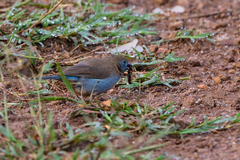 Uraeginthus bengalus
