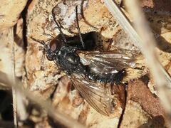 Periscepsia spathulata