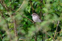 Lanius phoenicuroides