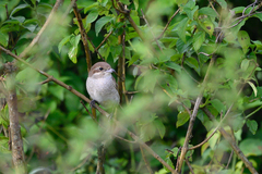 Lanius phoenicuroides
