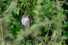Lanius phoenicuroides