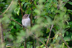 Lanius phoenicuroides