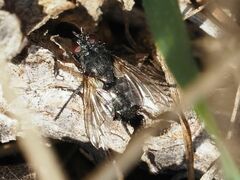 Periscepsia spathulata