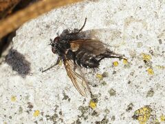 Periscepsia spathulata