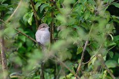 Lanius phoenicuroides