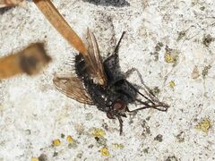 Periscepsia spathulata