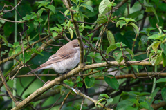 Lanius phoenicuroides