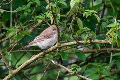 Lanius phoenicuroides