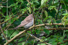 Lanius phoenicuroides
