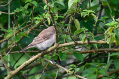 Lanius phoenicuroides