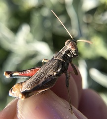 Melanoplus complanatipes