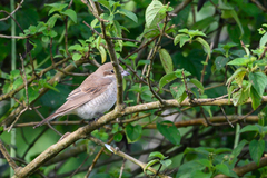 Lanius phoenicuroides