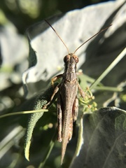Melanoplus complanatipes