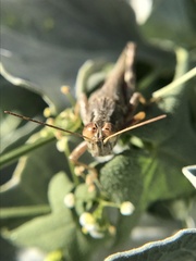 Melanoplus complanatipes