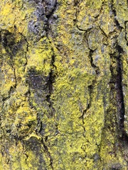 Chrysothrix candelaris