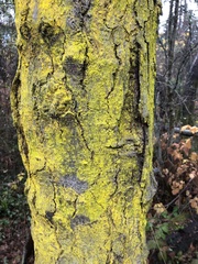 Chrysothrix candelaris