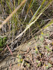 Pseudemoia rawlinsoni