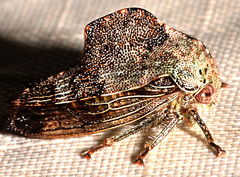 Telamona decorata