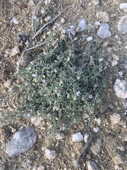 Astragalus kentrophyta
