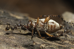 Aphaenogaster fulva