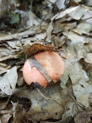 Russula subsulphurea