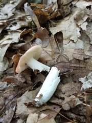 Russula subsulphurea