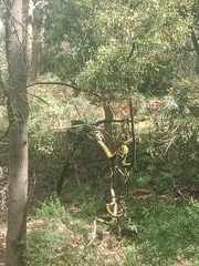 Dacelo novaeguineae novaeguineae