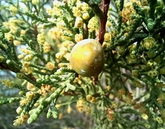 Juniperus turbinata