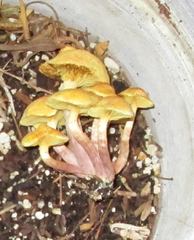 Gymnopilus luteofolius