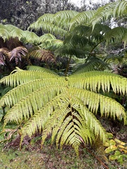 Cibotium glaucum