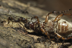 Aphaenogaster fulva