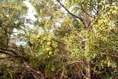 Juniperus turbinata