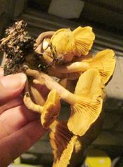 Gymnopilus luteofolius