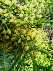 Juniperus turbinata