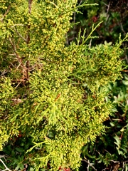 Juniperus turbinata