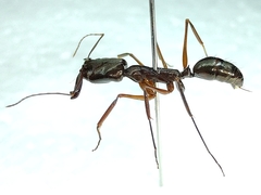 Odontomachus chelifer
