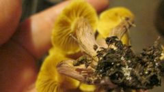 Gymnopilus luteofolius