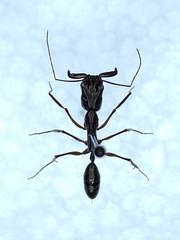 Odontomachus chelifer