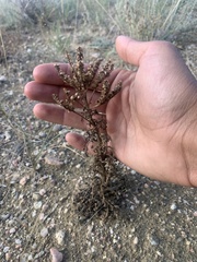 Phacelia formosula