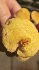 Gymnopilus luteofolius