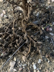Phacelia formosula