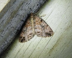 Pseudocoremia productata