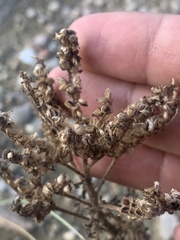 Phacelia formosula