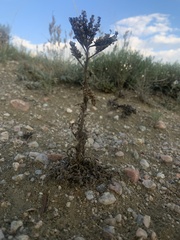 Phacelia formosula
