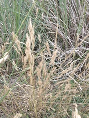 Bromus hordeaceus