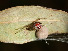 Theridion pyramidale