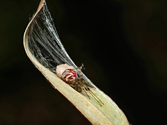 Theridion pyramidale