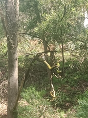 Dacelo novaeguineae novaeguineae