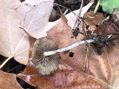 Psilocybe allenii