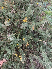 Ulex europaeus